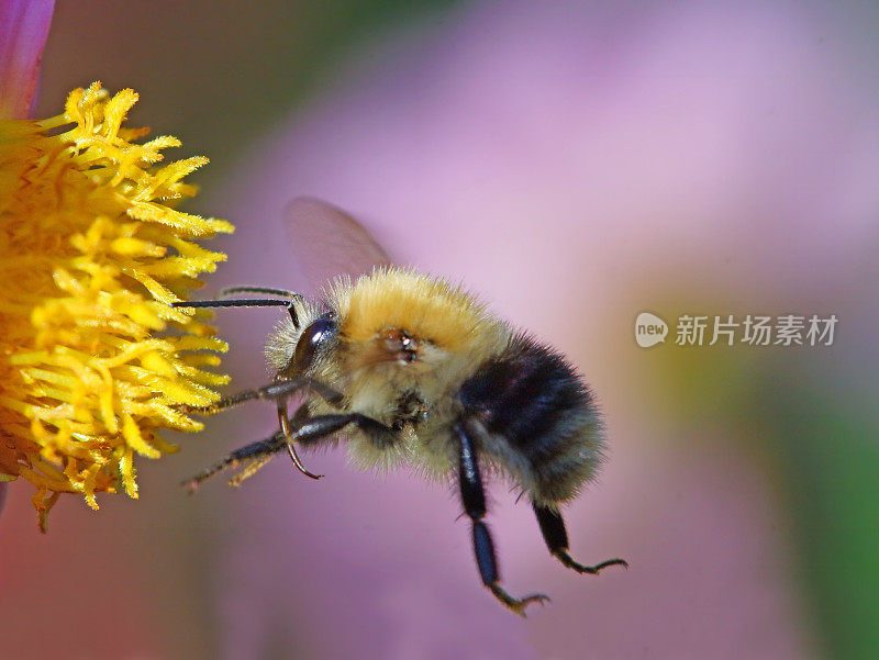 大黄蜂在大丽花上