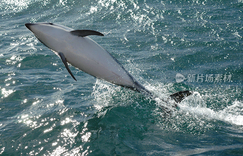 活泼跳跃的海豚
