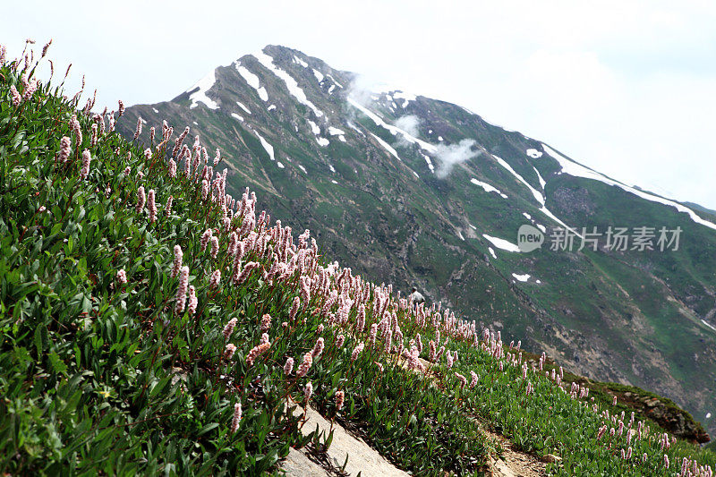 高山草甸花，克什米尔14000英尺