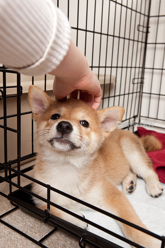 孩子爱抚日本柴犬小狗