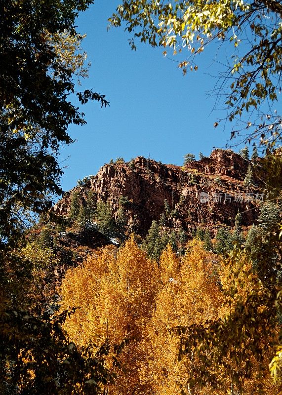 科罗拉多州阿斯彭山上的秋色