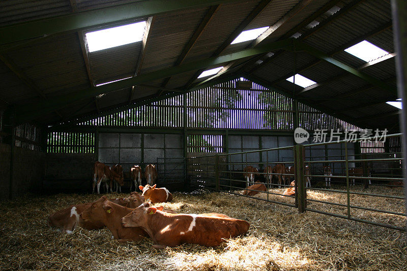 英国农场牛棚里的奶牛