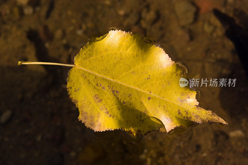 黄色的叶子在水中