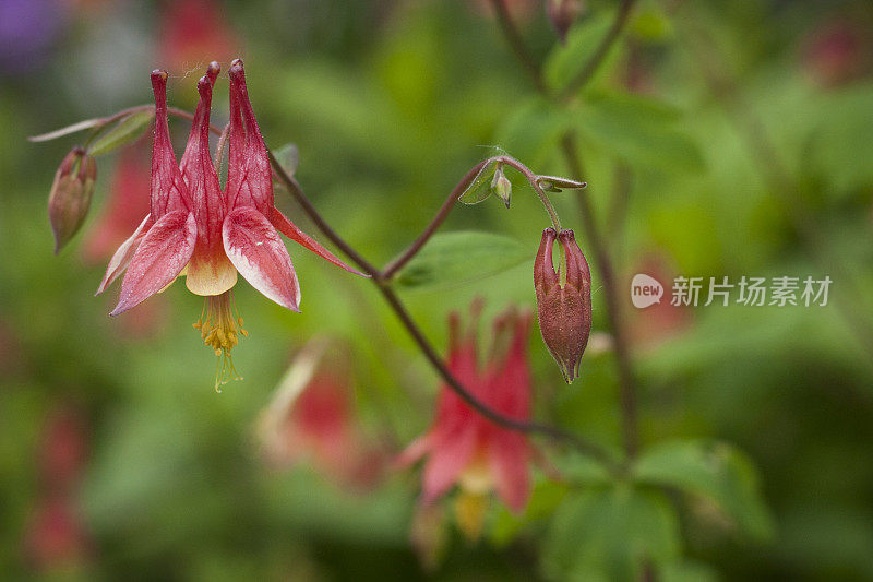 野生花耧斗菜