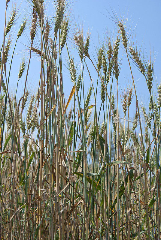 小麦植株