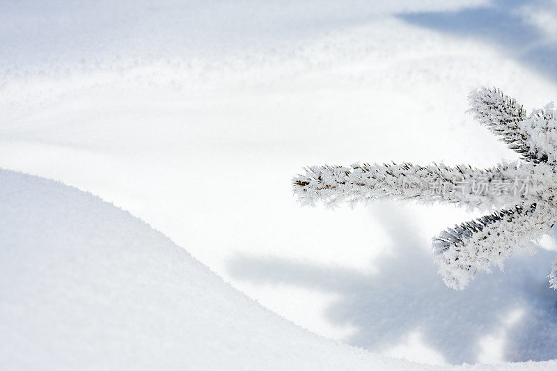 常青枝和雪堆