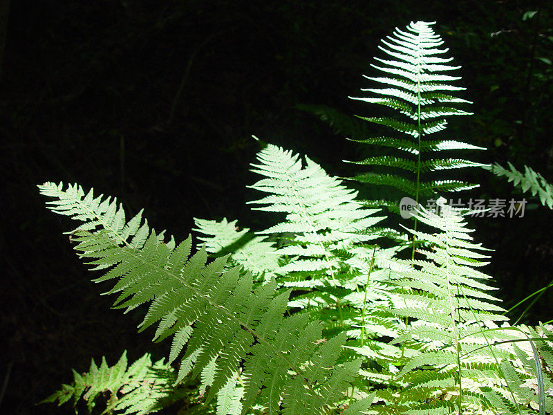 蕨类植物叶子特写镜头