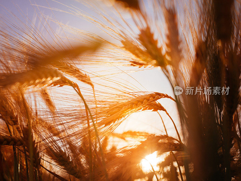 麦秆在夕阳的金色光芒中摇曳