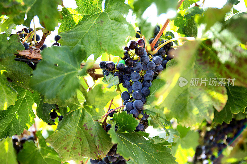 成熟的红酒葡萄在葡萄园的藤上