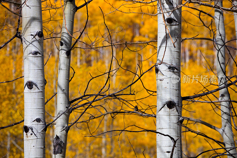科罗拉多州秋天的白杨树。