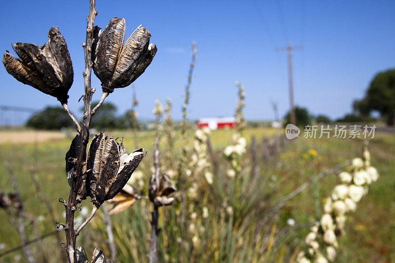 干枯的仙人掌沿着路边、篱笆和谷仓的背景盛开