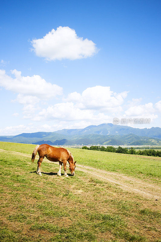 在罗马尼亚特兰西瓦尼亚山坡上吃草的马