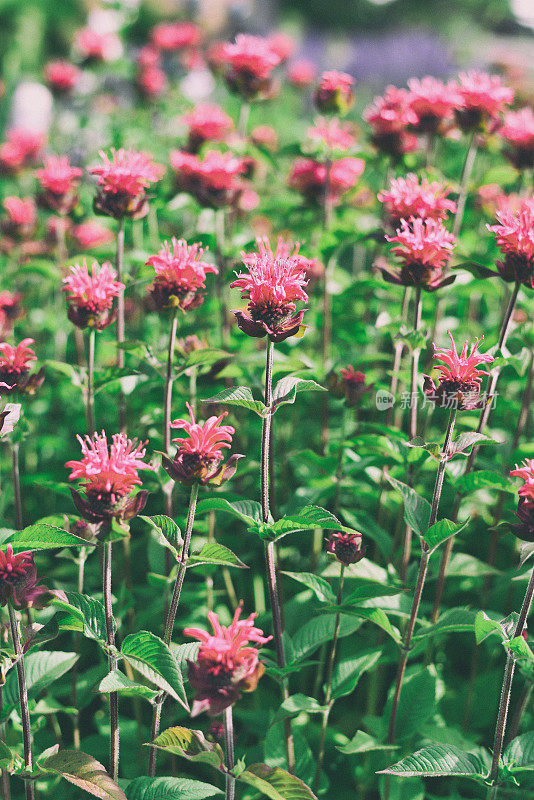 夏季花园花贝尔维尤