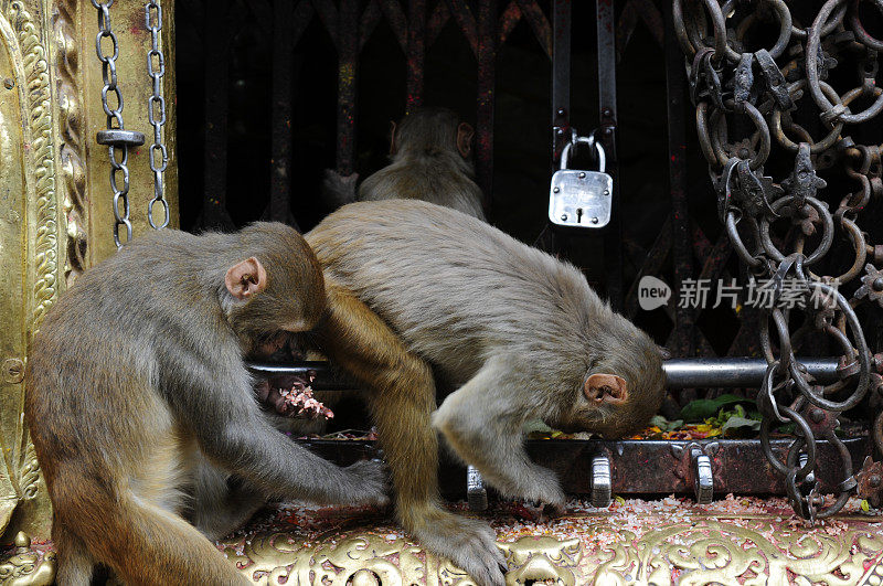 猴子从庙里偷食物