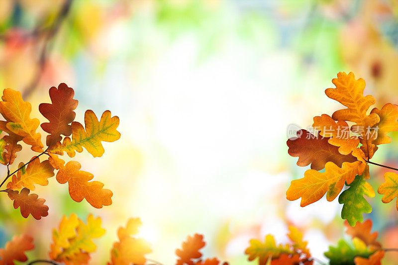 秋天的背景与多彩的树叶