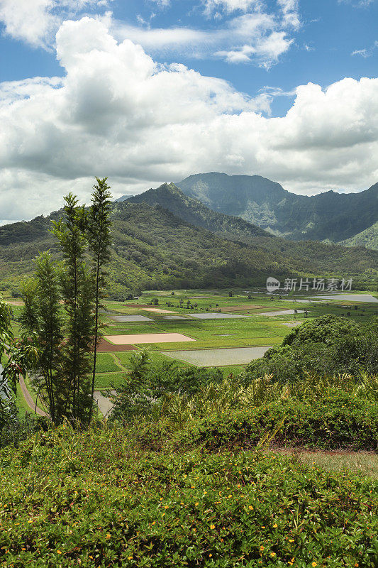 哈纳莱山谷芋头田