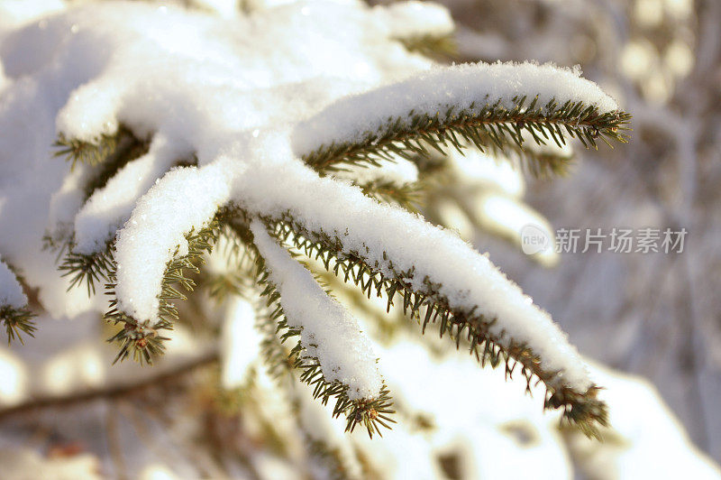 分支的雪