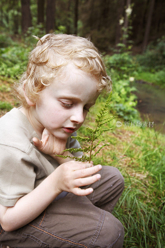 小男孩在森林里探索蕨类植物