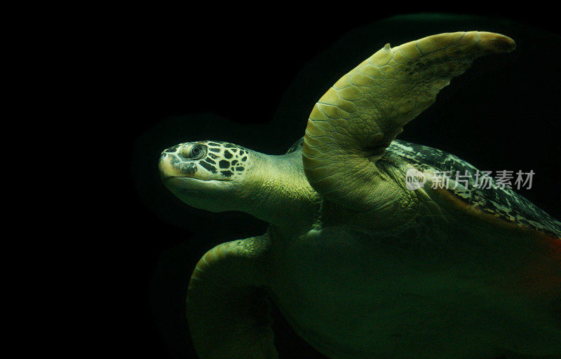 黑色背景上的海龟