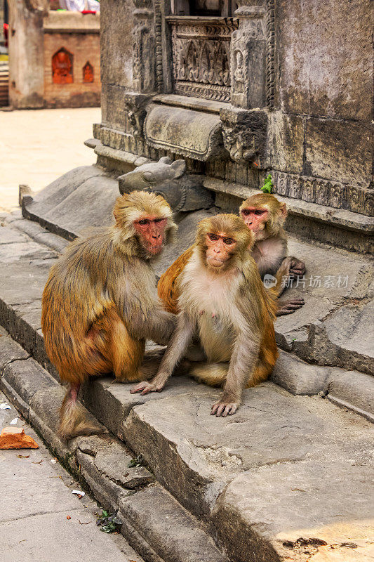 尼泊尔加德满都帕舒帕提纳寺的恒河猴