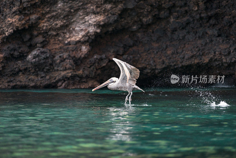 厄瓜多尔加拉帕戈斯群岛，鹈鹕起飞