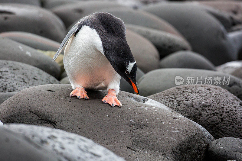 南极洲:企鹅岛上的巴布亚企鹅