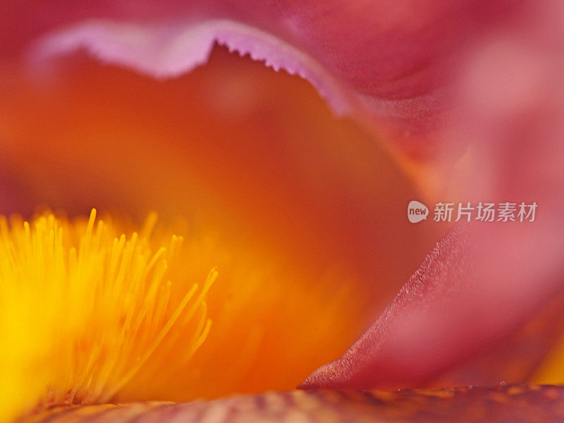 抽象的虹膜