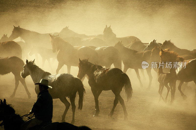 一群在尘土中奔跑的野马