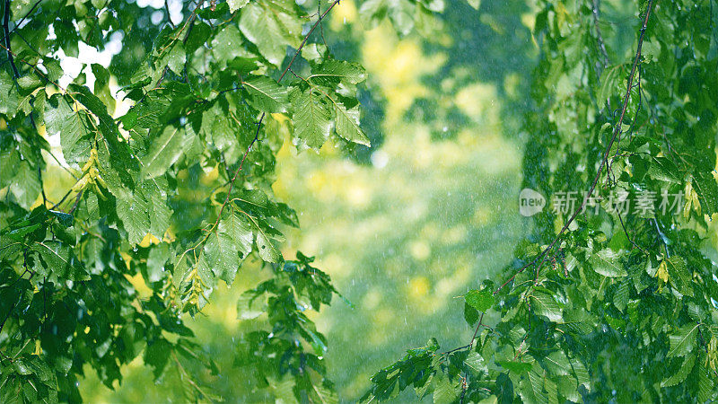 雨滴落在树叶上