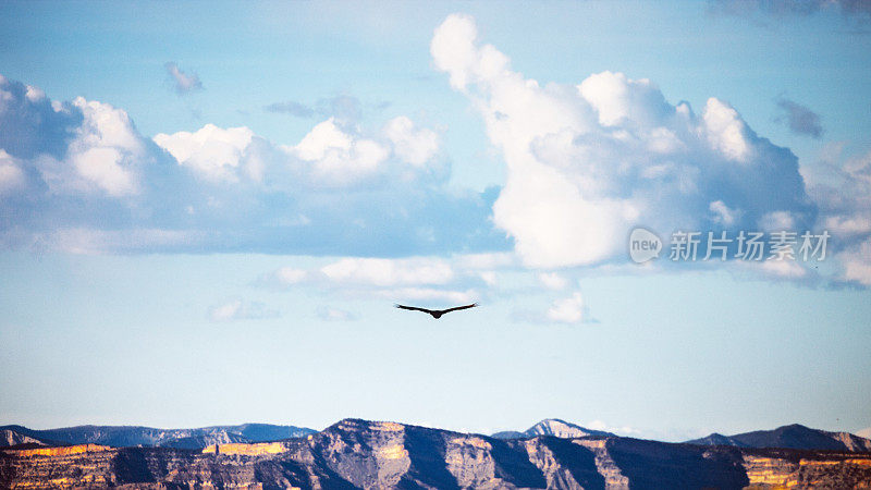 鸟飞过科罗拉多的峡谷