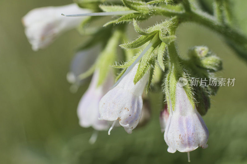 普通紫草属的粉红色花