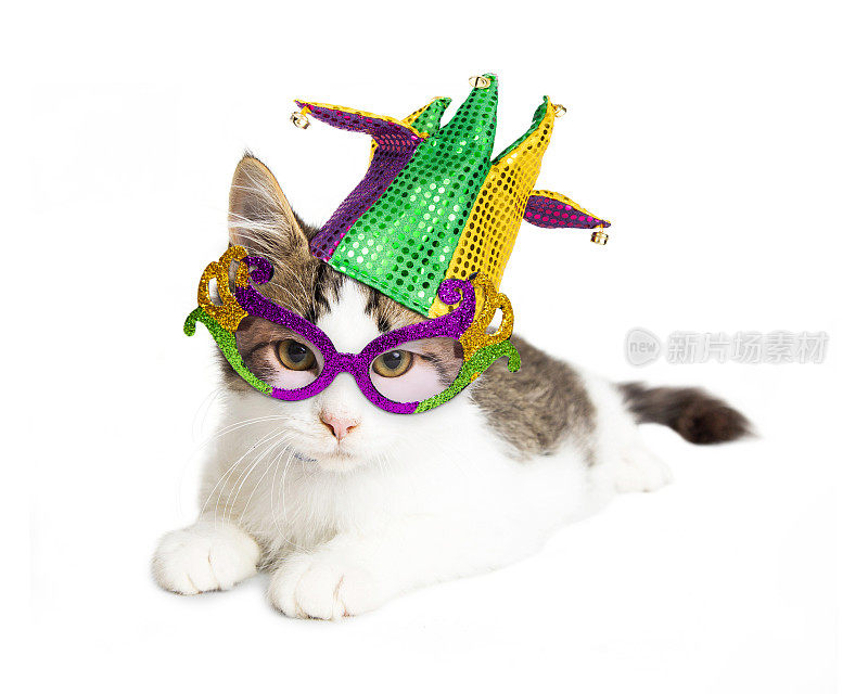 戴着狂欢节帽子和眼镜的小猫