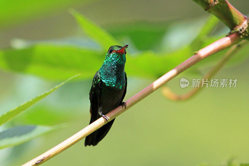蜂鸟的翡翠，氯仿石鹭，坐在树枝上，尼加拉瓜