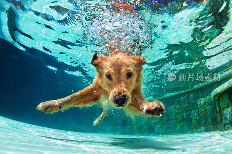 狗在游泳池里潜水。