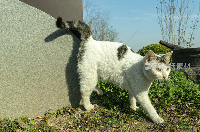 流浪猫摆着各种姿势