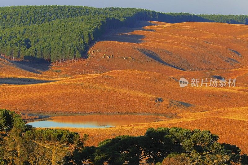 巴西南部，在金色日出的山丘上，有天南星松树的田园诗般的风景