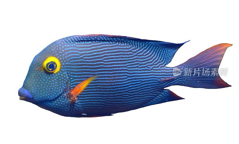 斑点蓝和黄色的外科热带鱼孤立白色背景
