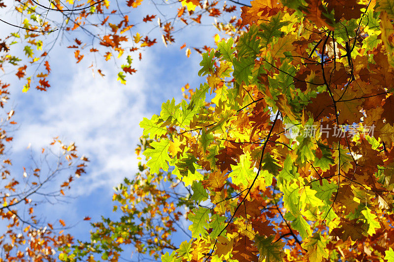 橡树枝叶茂盛，秋日灿烂。