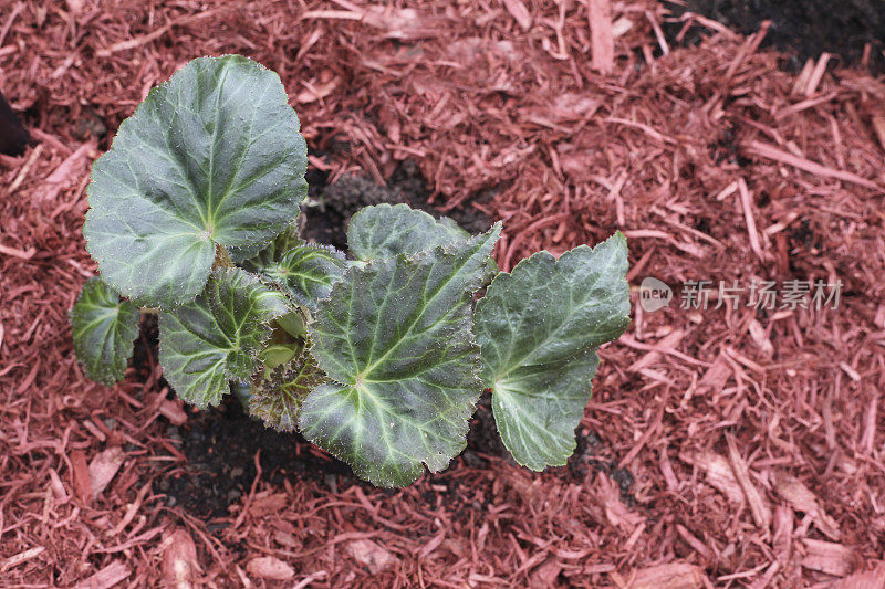 花坛中的幼海棠植物。