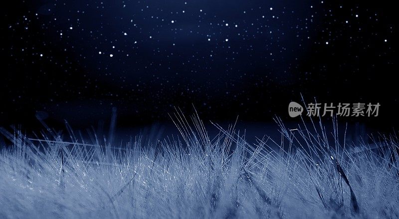 月光下的麦田是蓝色的，星星映衬着黑暗的背景