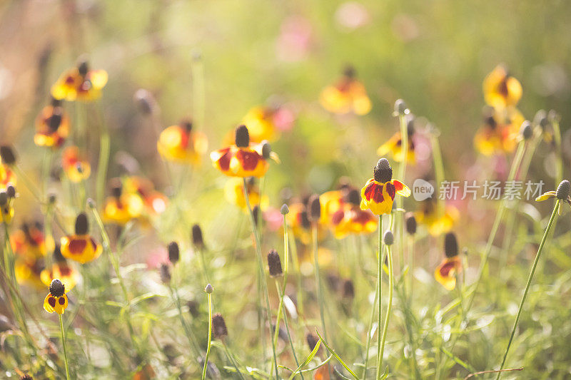 黑眼苏珊花在阳光和柔和的散景背景