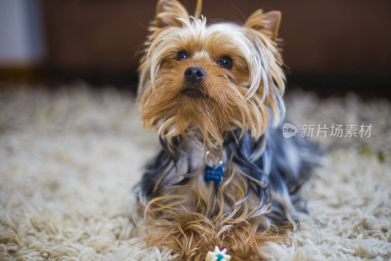 可爱的约克郡犬抬头看