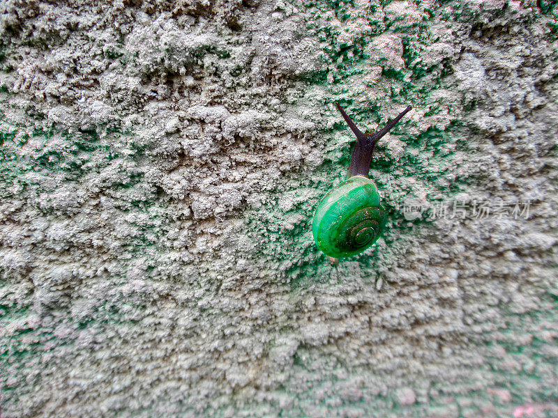 蜗牛爬上沙岩壁，理念传递给胜利者