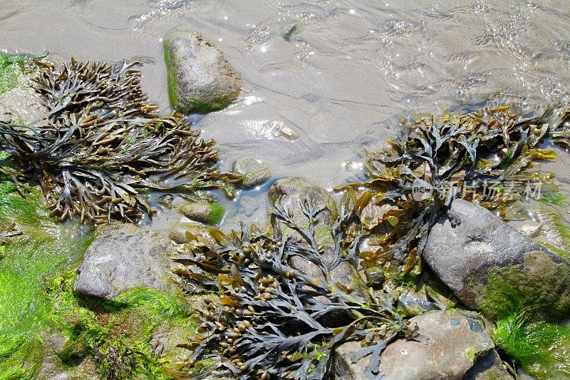 海藻在岩石上