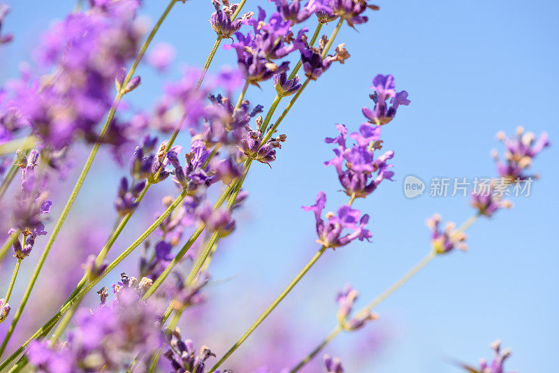 蓝色天空背景上的薰衣草花