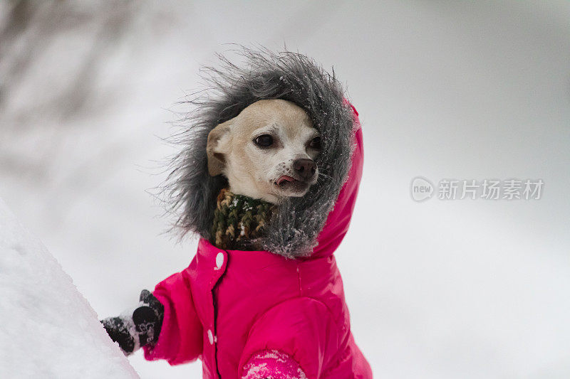 吉娃娃狗站在雪地上