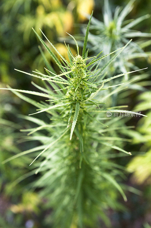 大麻植物顶端，花蕾
