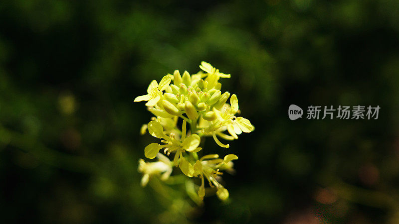 小的野花