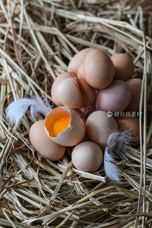 鸡蛋放在鸡舍