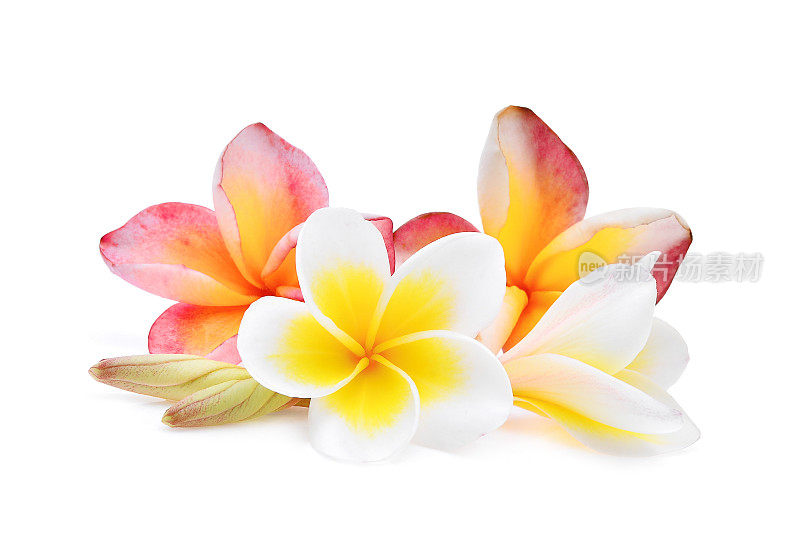 粉红色和白色的鸡蛋花或鸡蛋花(热带花)，孤立在白色背景上